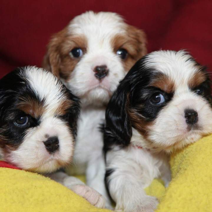 Découvrez nos chiots Finnois de Laponie et Cavaliers King-Charles