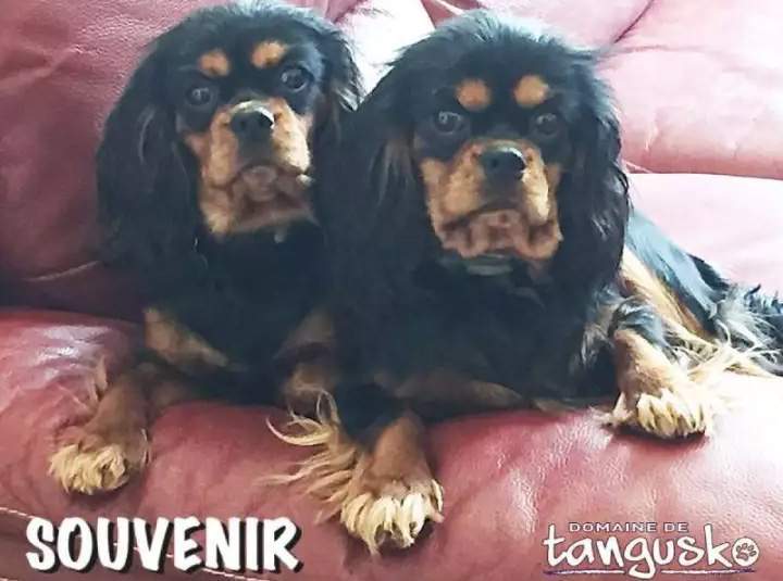 Enclos pour animaux, Bordeaux