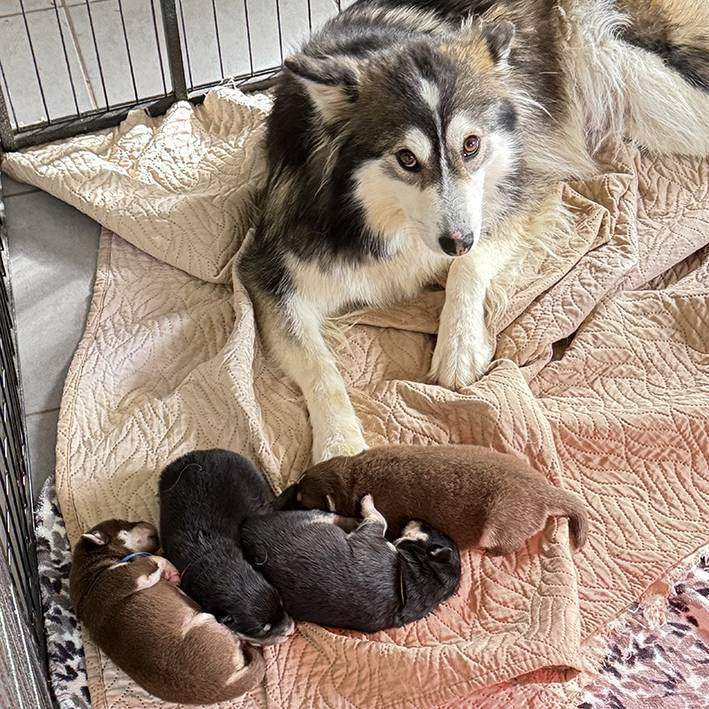 Chiots Finnois de Laponie