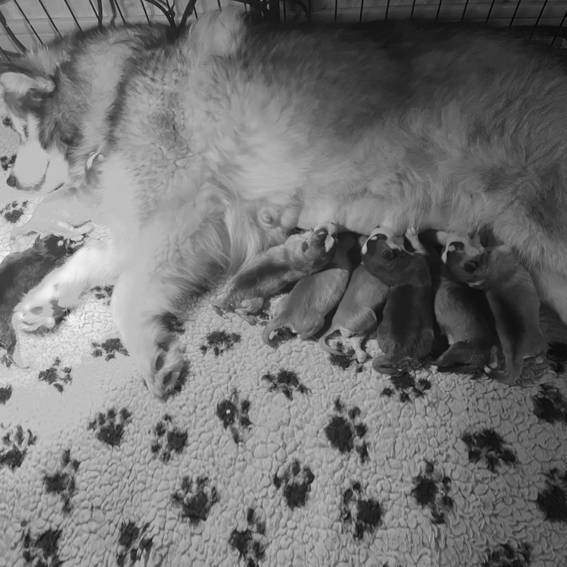 Chiots Finnois de Laponie