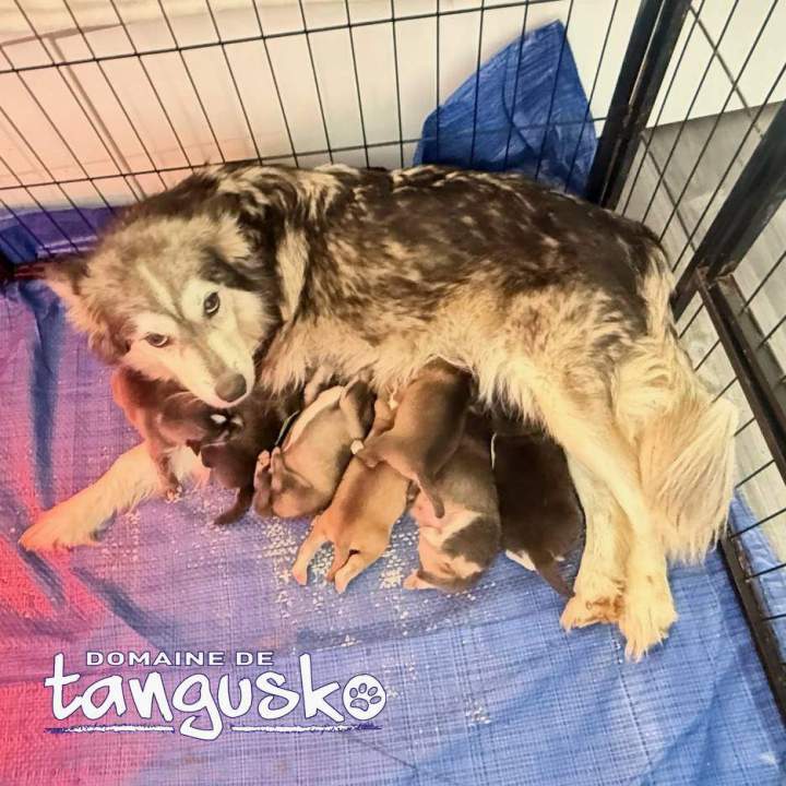 Chiots SAKURA & SIRIUS