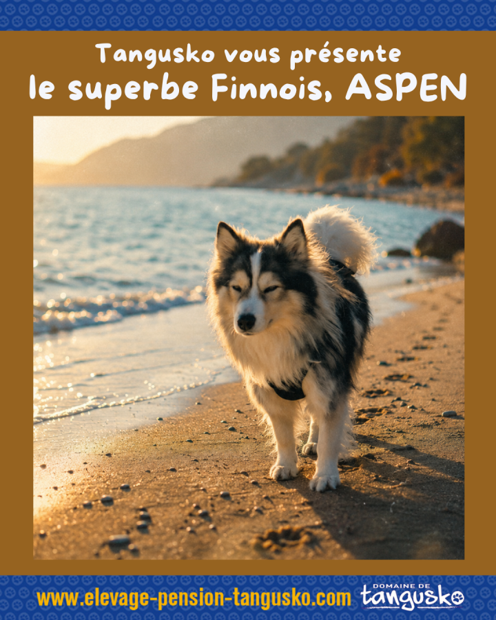 ASPEN du Domaine de Tangusko(B)