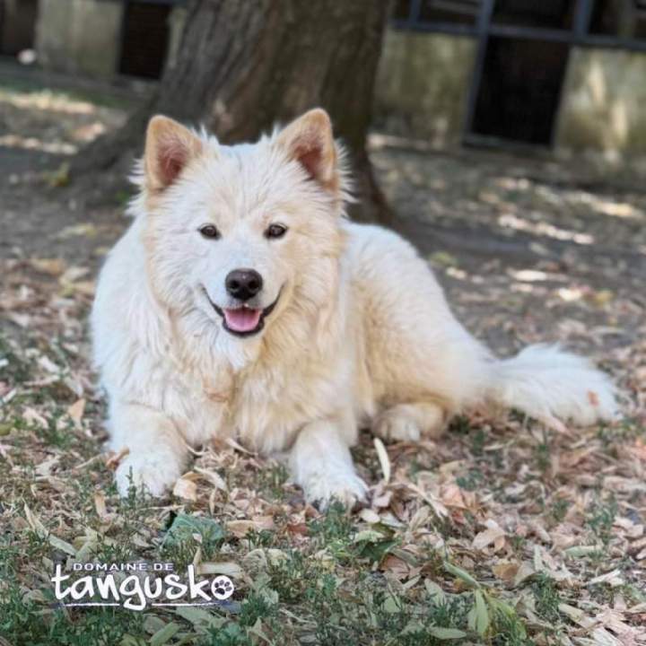 AZURIS du Domaine de Tangusko