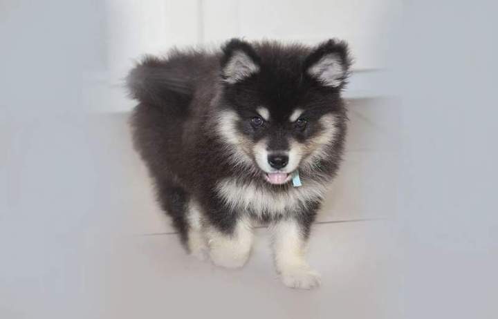 Adoption de chiot Bordeaux