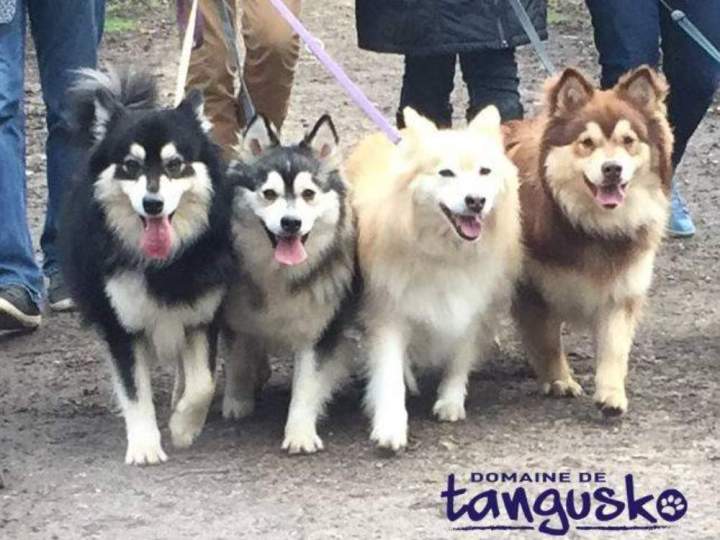 Ballade en forêt avec nos Finnois