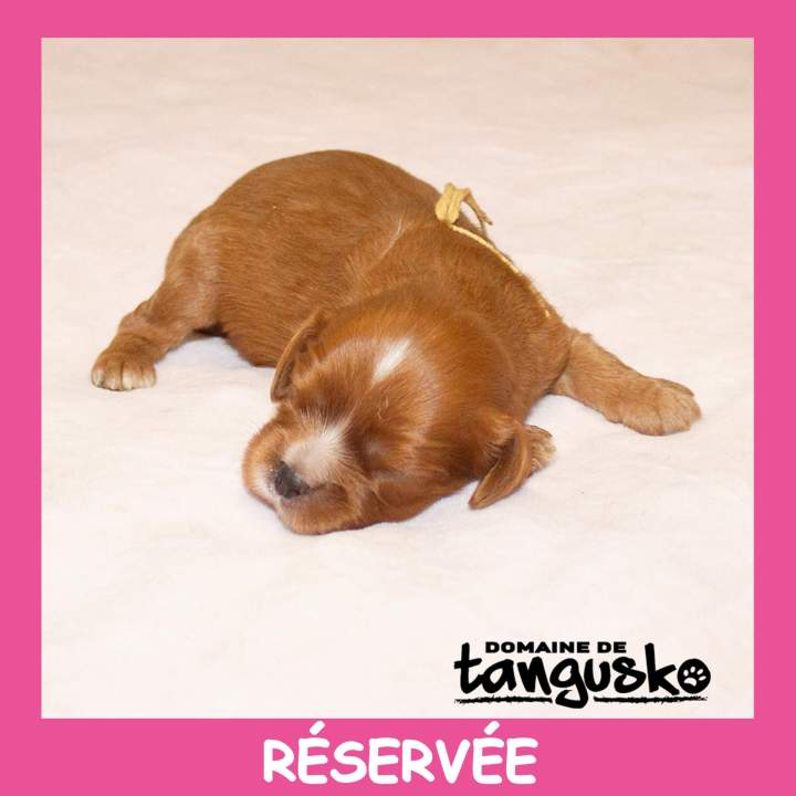 Collier jaune réservé