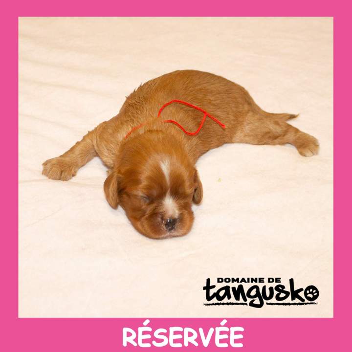 Collier rouge réservé