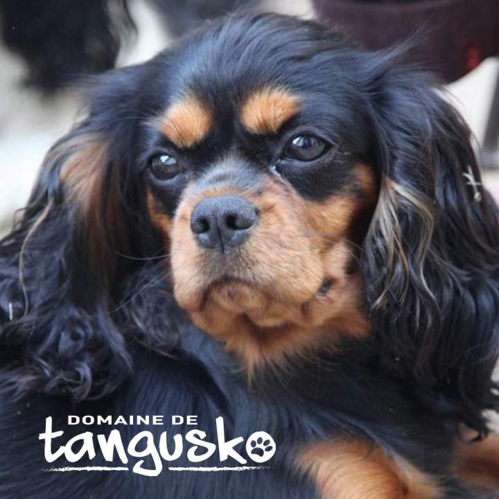 CKC London du Domaine de Tangusko