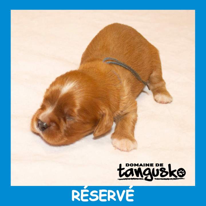 Collier bleu réservé