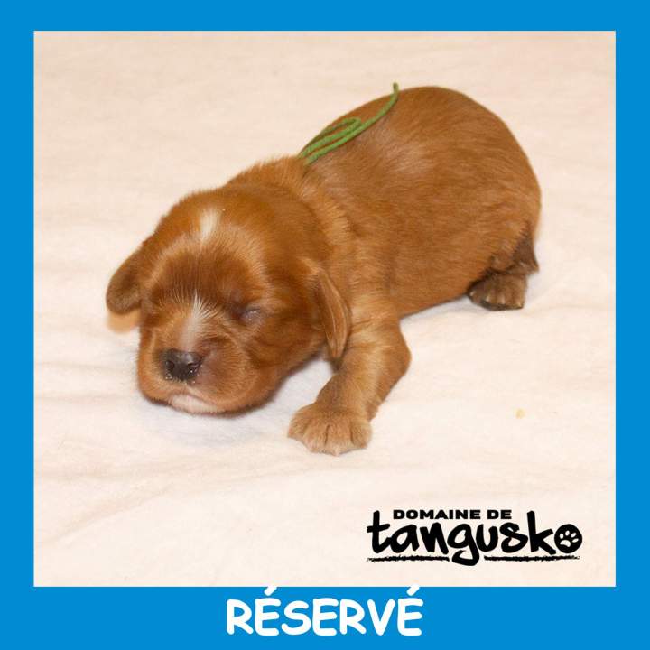 Collier vert réservé