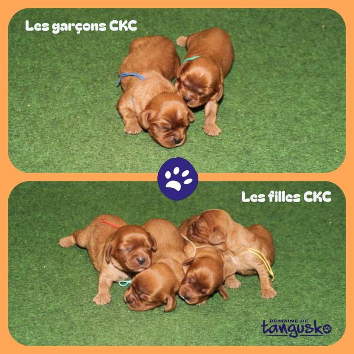 4 males et 4 femelles