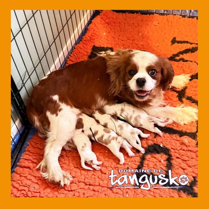 SAPERLIPOPETTE & OBELIX