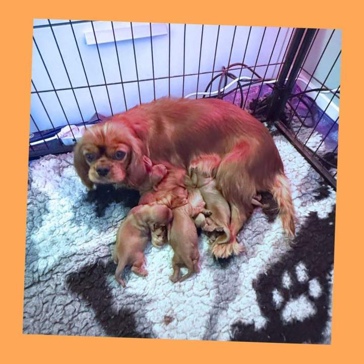 CKC UGOLINE avec ses petits