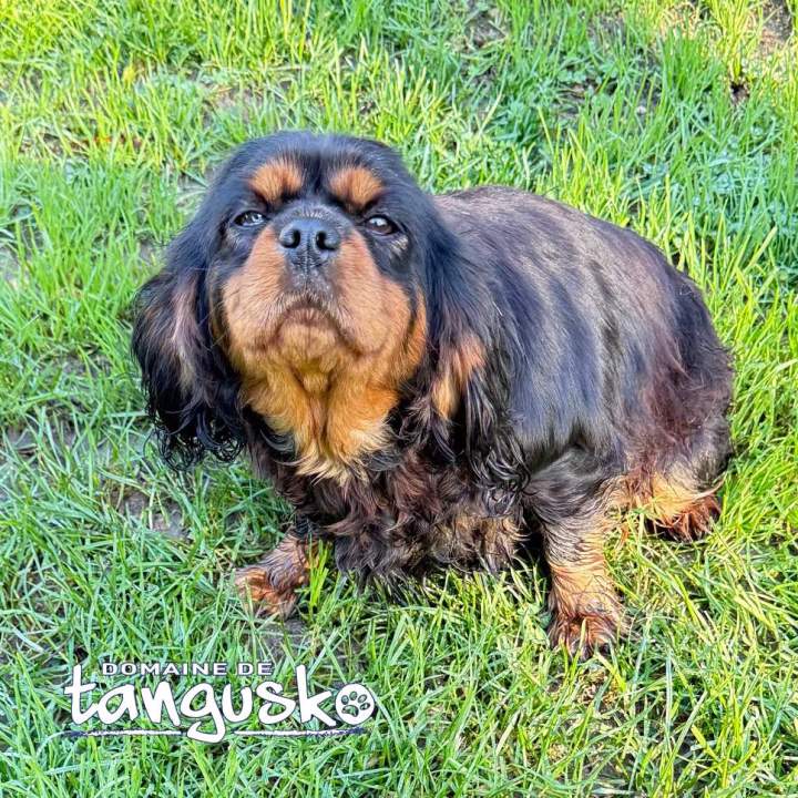 CKC Unic du Doamine de Tangusko