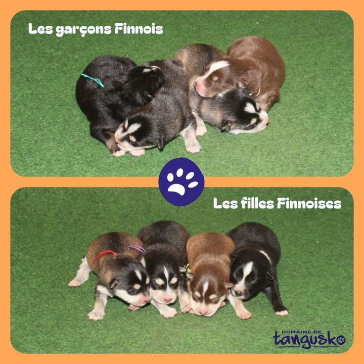 4 males et 4 femelles