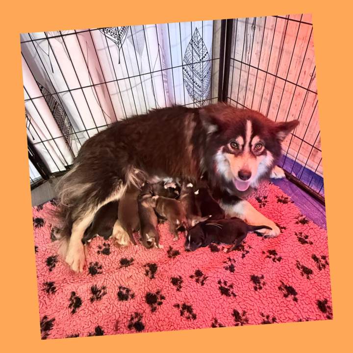 FINNOIS Topaze et ses bebes