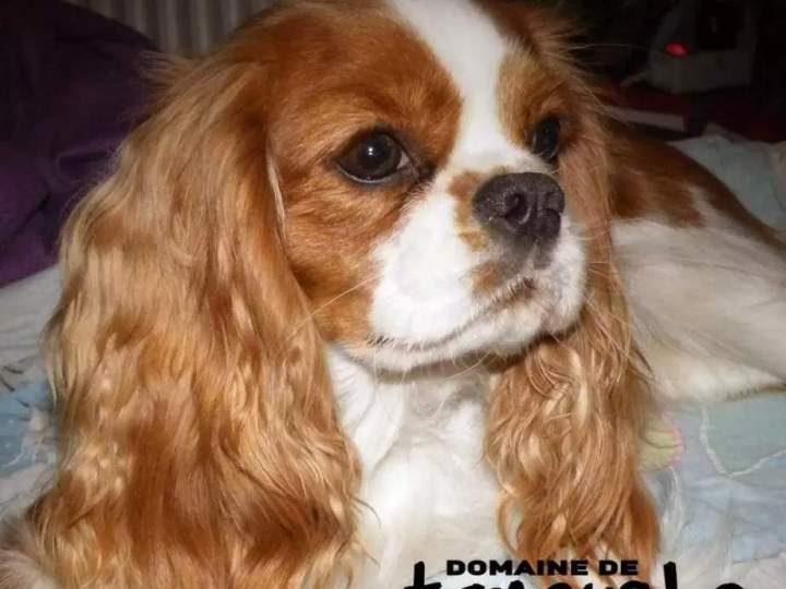 Ixel notre premier CKC 46dd xxl