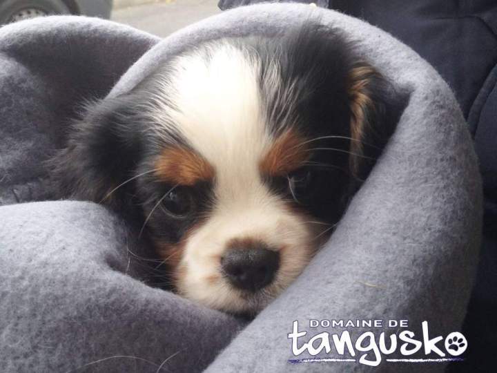 Ixel, notre premier CKC