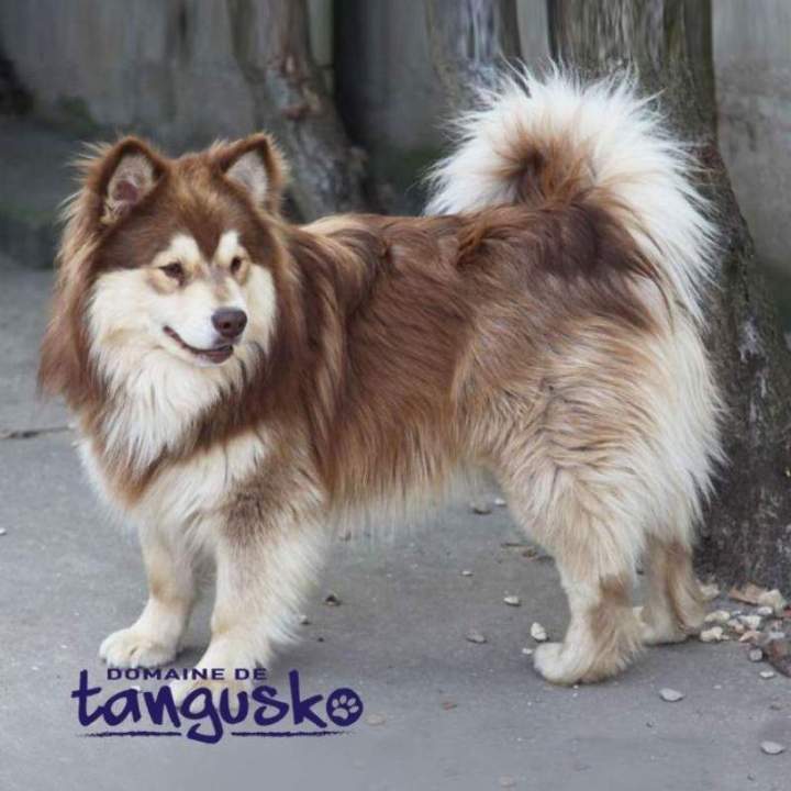 JUMALA THOR, Lanka Fire