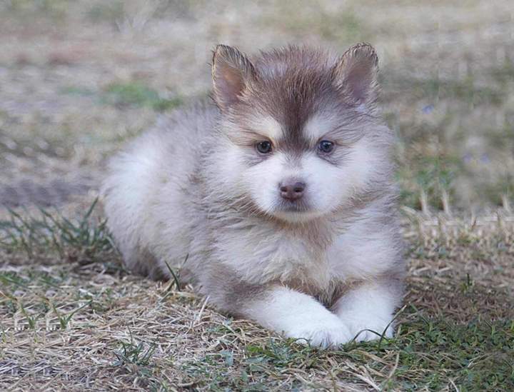 Trouvez le nouveau membre de votre famille.