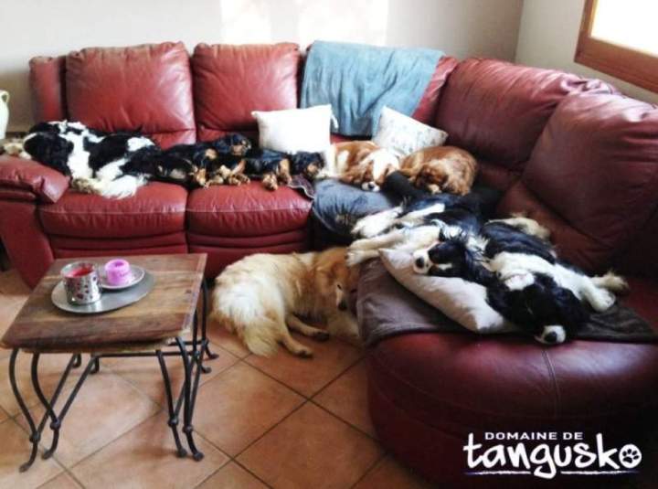 Le camping de nos CKC