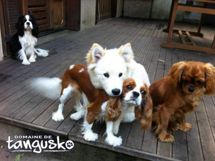 Louve et ses copains CKC