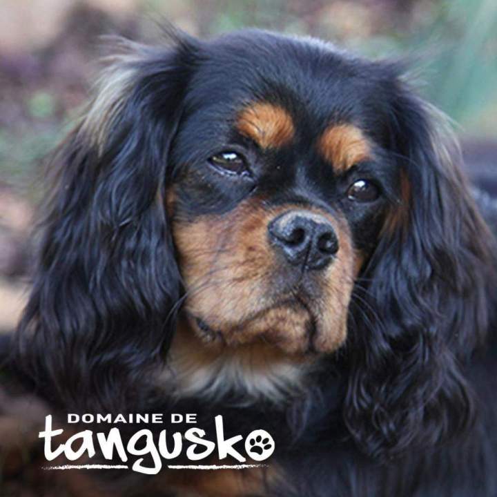 MERLIN du Domaine de Tangusko