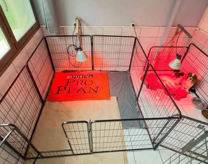 Maternité des CKC, Bordeaux