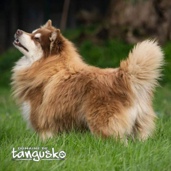 NABOO de la Vallée de la Veude