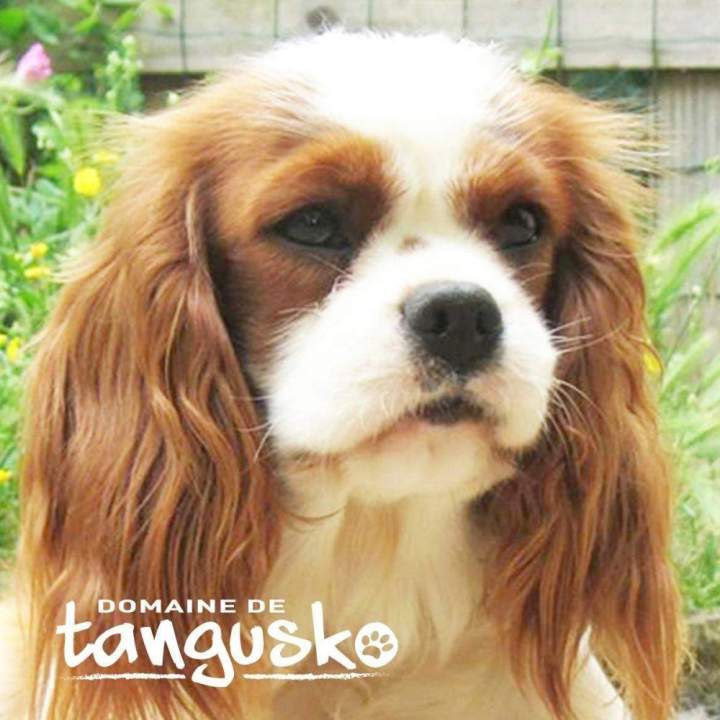 NESS du Clos de Gastofer