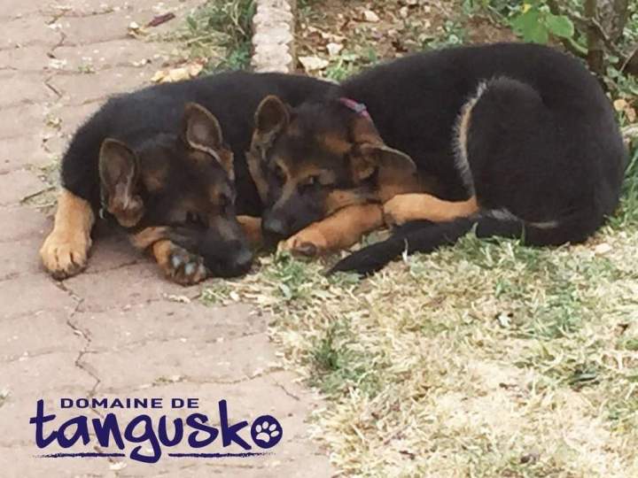 Nos Bergers Allemands Bébés