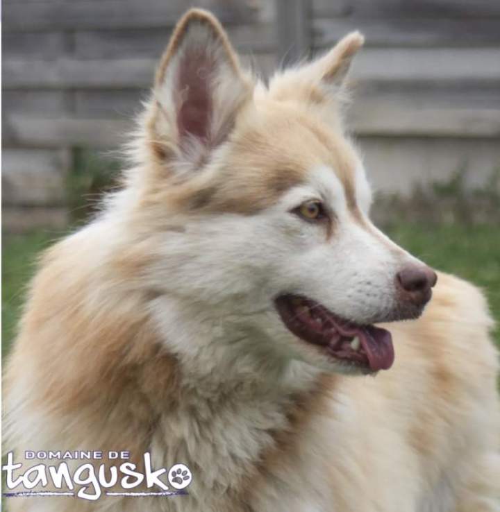 OSIRIS du Domaine de Tangusko