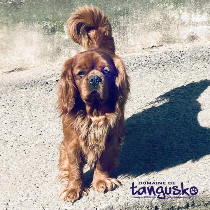 OSTIN Incanto Vom Rosenbrunnen