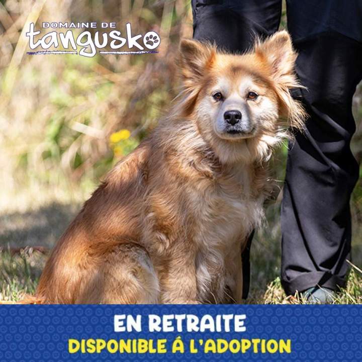 PHOEBE du domaine de Tangusko