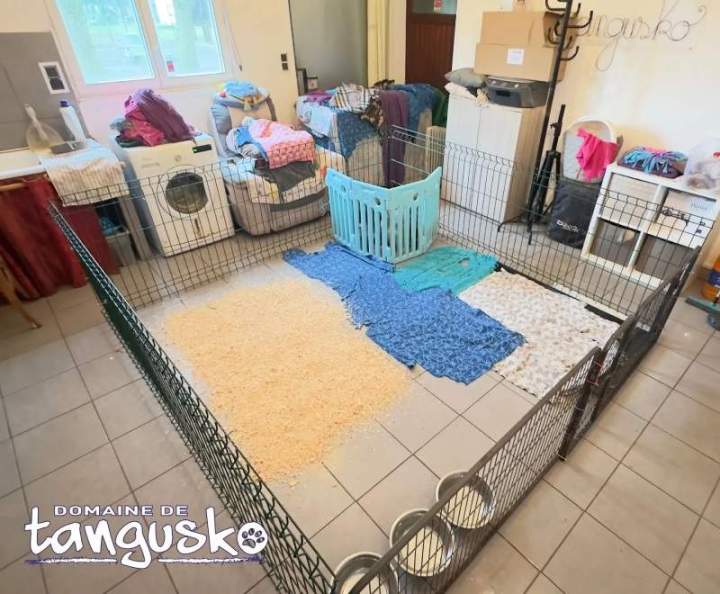 Parc à chiots, Finnois, Bordeaux