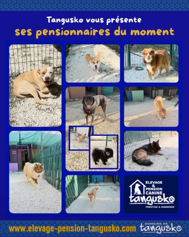 Pension.canine.tangusko.pensionnaires