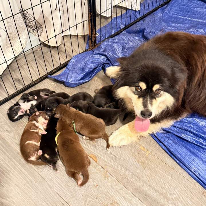 Chiots Finnois de Laponie