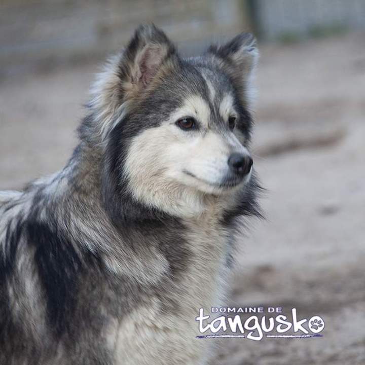 SAKURA du Domaine de Tangusko