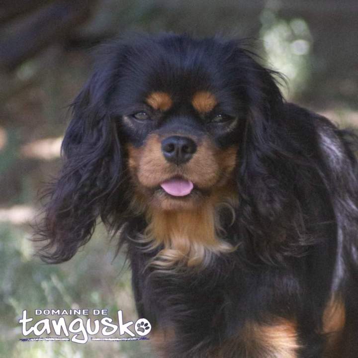 SHANELLE du Clos de Larpège