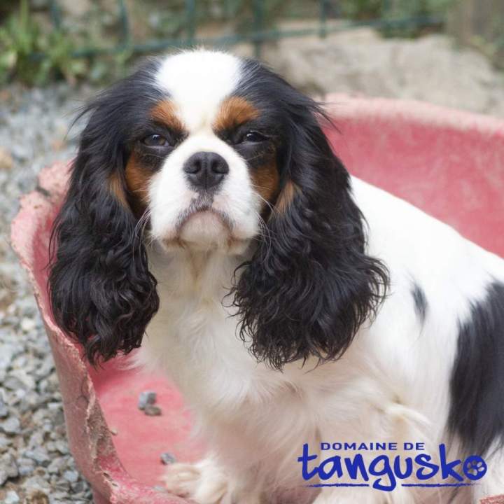 SUNDAY du Clos de Gastofer