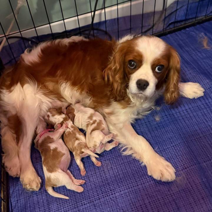Saperlipopette et ses chiots
