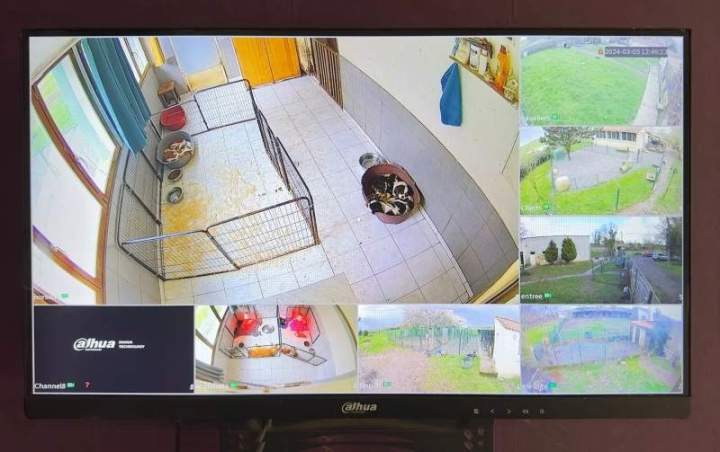 Surveillance, alarme, caméra,  chez Tangusko, Bordeaux