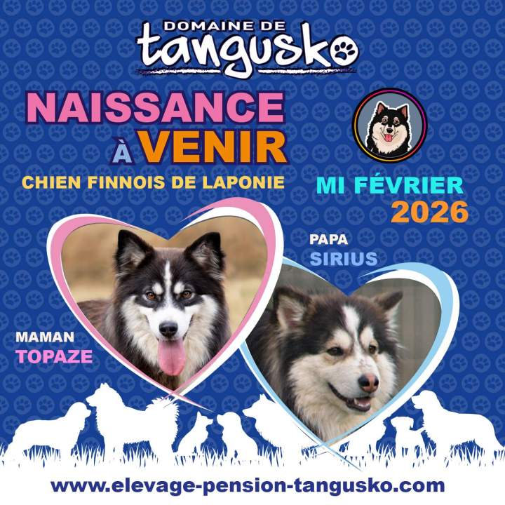 TANGUSKO naissance a venir TOPAZE SIRIUS FINNOIS