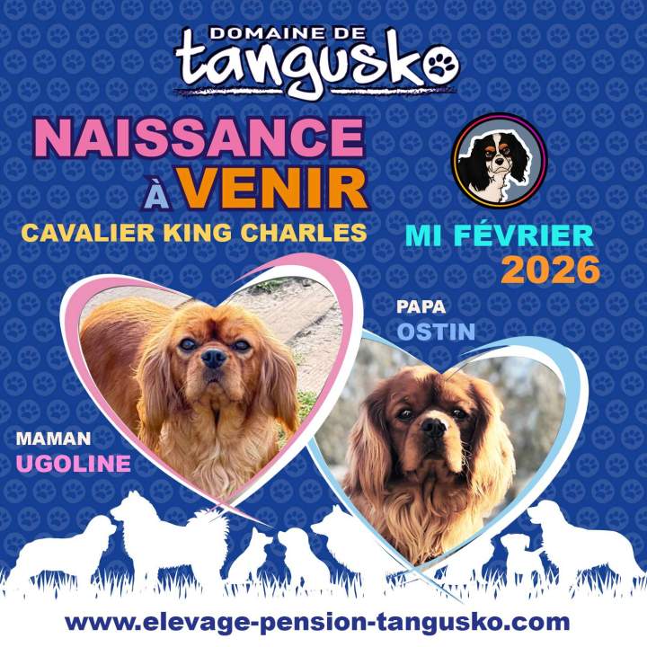 TANGUSKO naissance a venir UGOLINE OSTIN CKC