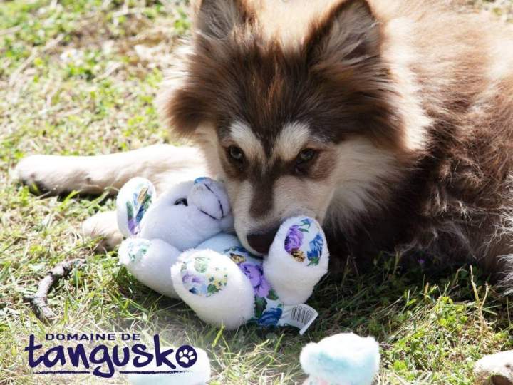 THOR, le début de notre loulou
