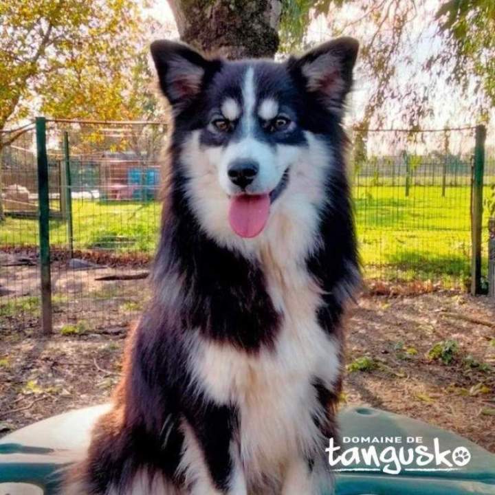 TOPAZE du Domaine de Tangusko