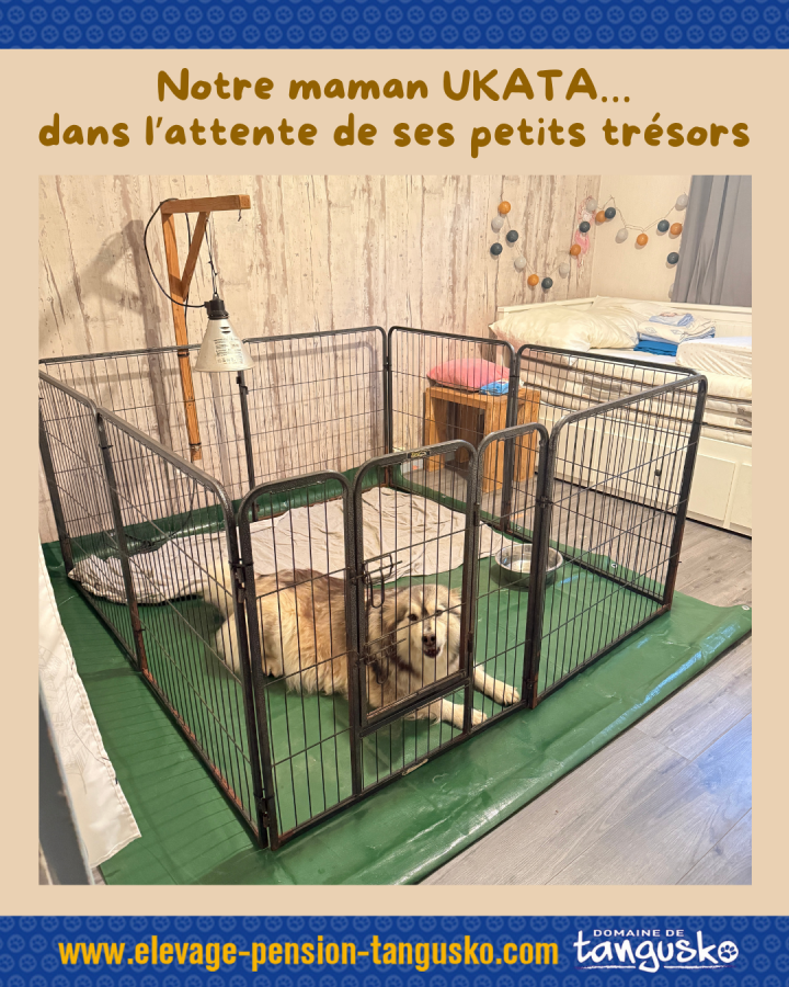UKATA en chambre mise bas
