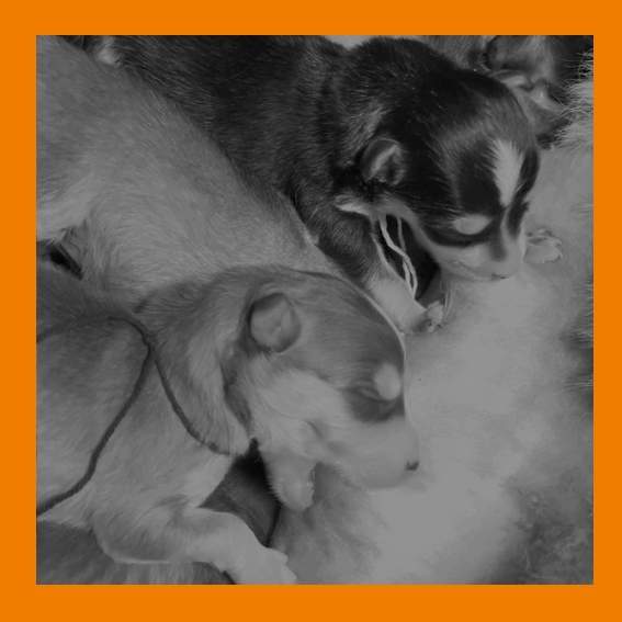 UKATA et ses petits 3