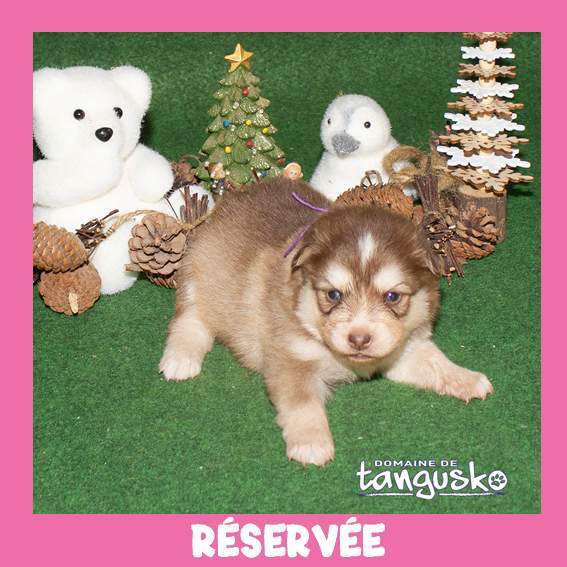 Femelle chocolat clair