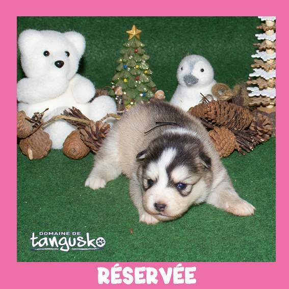 Femelle charbonnée